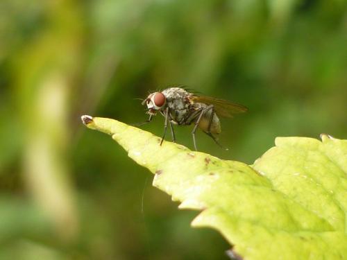 Botanophila fugax